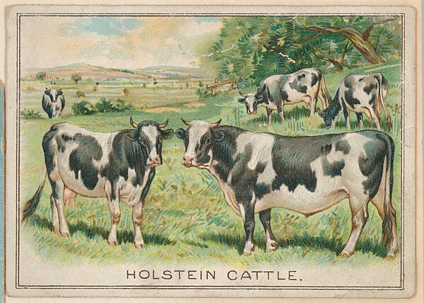 Holstein Cattle, collector card from the Birds and Animals series (D15), issued by the Schulze Baking Company, Issued by Schulze Baking Company, Commercial color lithograph 