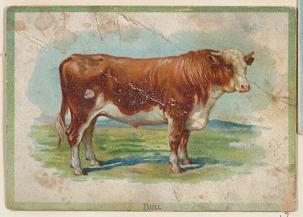 Bull, collector card from the Birds and Animals series (D15), issued by the Schulze Baking Company, Issued by Schulze Baking Company, Commercial color lithograph 