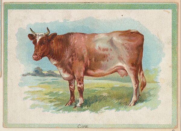 Cow, collector card from the Birds and Animals series (D15), issued by the Schulze Baking Company, Issued by Schulze Baking Company, Commercial color lithograph 