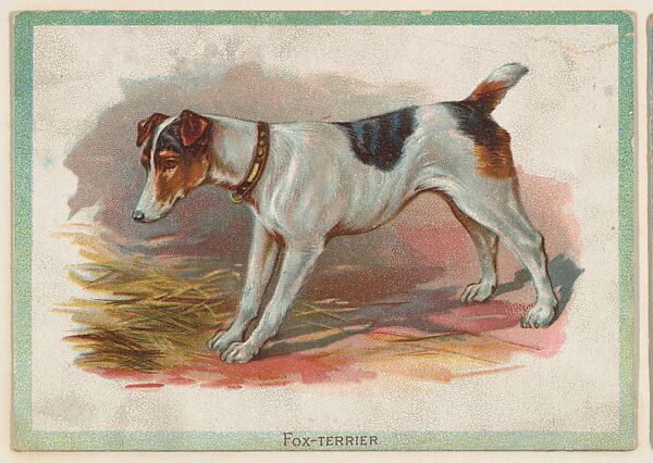 Fox-Terrier, collector card from the Birds and Animals series (D15), issued by the Schulze Baking Company, Issued by Schulze Baking Company, Commercial color lithograph 