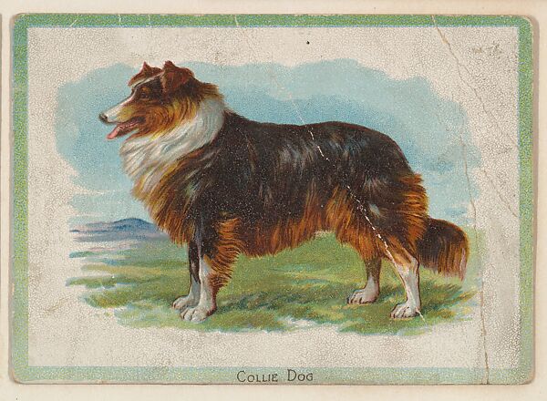 Collie Dog, collector card from the Birds and Animals series (D15), issued by the Schulze Baking Company