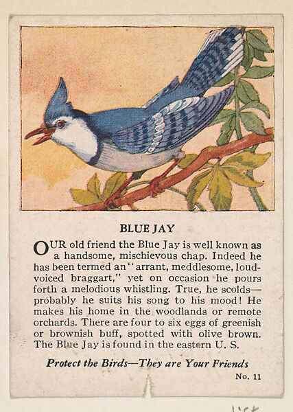 Blue Jay, No. 11, collector card from the Bird Cards series (D16), issued by the White Baking Company, Issued by White Baking Company, St. Louis, Commercial color lithograph 