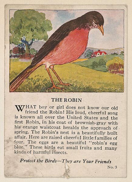 The Robin, No. 11, collector card from the Bird Cards series (D16), issued by the White Baking Company, Issued by White Baking Company, St. Louis, Commercial color lithograph 