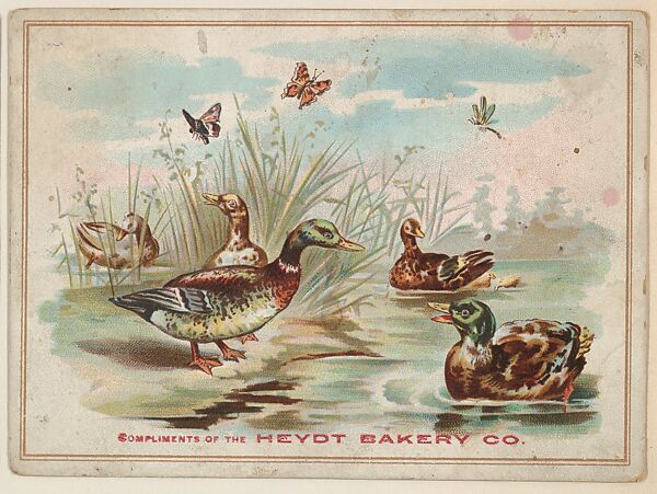 Ducks, collector card from the Birds and Greeting Cards series (D17), issued by the Heydt Baking Company