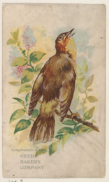 Bird No. 43, collector card from the Greeting Cards series (D17), issued by the Heydt Baking Company, Issued by Heydt Bakery Company, Commercial color lithograph 