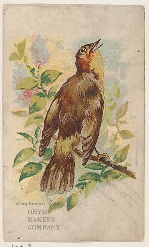 Bird No. 43, collector card from the Greeting Cards series (D17), issued by the Heydt Baking Company