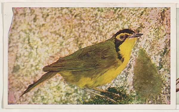 Kentucky Warbler, collector card from the Bird Pictures series (D18), issued by the Remar Baking Company