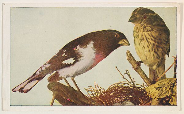 Rose-Breasted Grosbeak, collector card from the Bird Pictures series (D18), issued by the Remar Baking Company, Issued by Remar Baking Company, Commercial color lithograph 