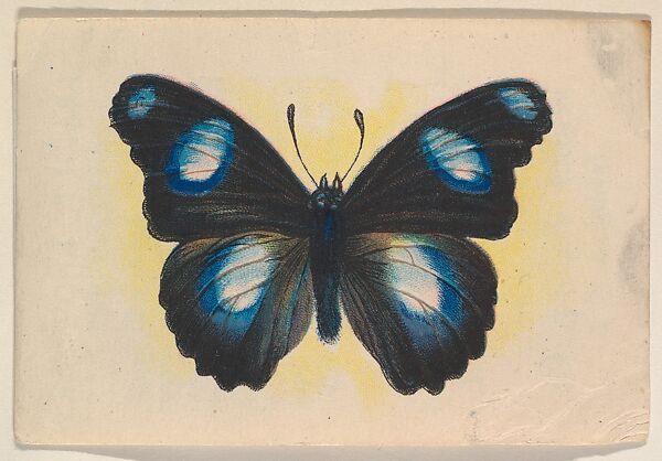 Blue and black butterfly, insert card from the Butterflies series (D20), issued by the Weber Baking Company, Issued by Weber Baking Company, Commercial color lithograph 