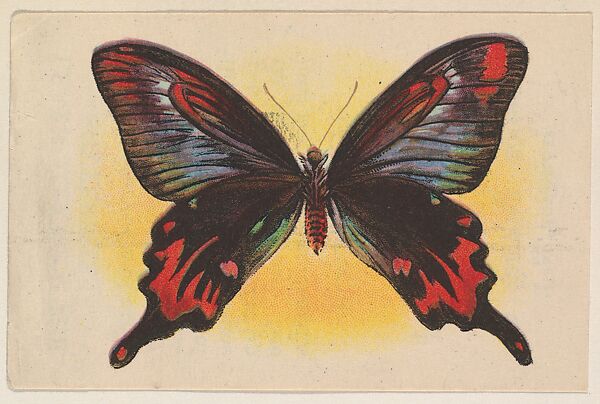 Red and black butterfly, insert card from the Butterflies series (D20), issued by the Weber Baking Company