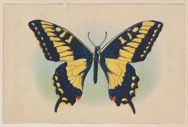 Yellow and black butterfly, insert card from the Butterflies series (D20), issued by the Weber Baking Company, Issued by Weber Baking Company, Commercial color lithograph 