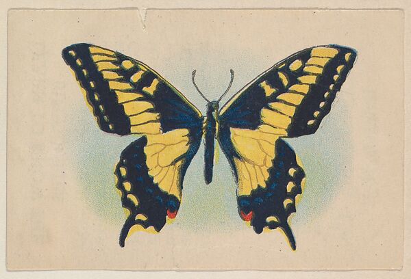 Yellow and black butterfly, insert card from the Butterflies series (D20), issued by the Weber Baking Company