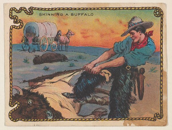 Skinning a Buffalo, insert card from The Cowboy, His Life and Fun series (D25), issued by the Weber Baking Company, Issued by Weber Baking Company, Commercial color lithograph 