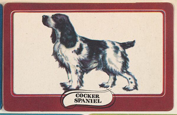 Cocker Spaniel, bakery insert card from the Dogs series (D26), issued by the Omar Baking Company