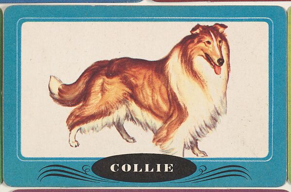 Collie, bakery insert card from the Dogs series (D26), issued by the Omar Baking Company