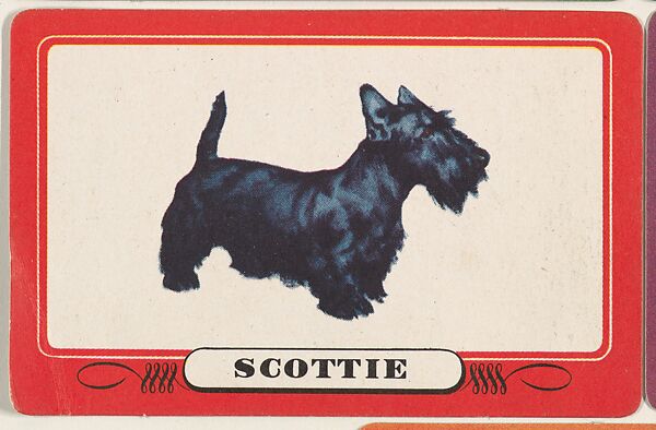 Scottie, bakery insert card from the Dogs series (D26), issued by the Omar Baking Company
