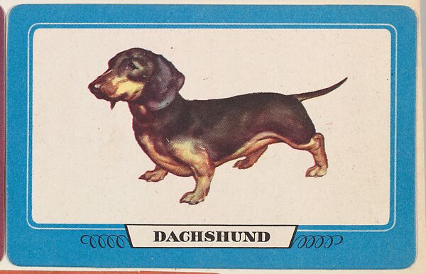 Dachshund, bakery insert card from the Dogs series (D26), issued by the Omar Baking Company