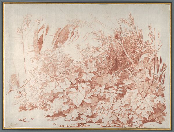 Study of Plants, Including Acanthus, Jean Honoré Fragonard (French, Grasse 1732–1806 Paris), Red chalk on white antique laid paper 
