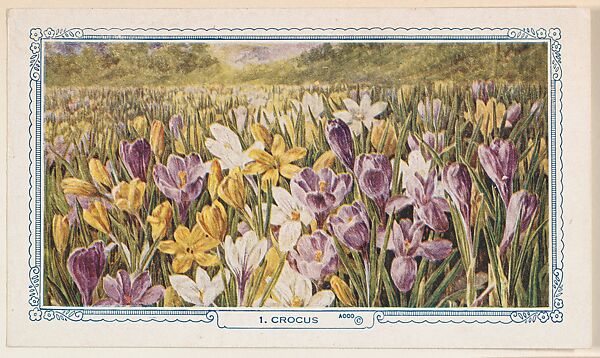 1. Crocus, bakery insert card from the Flower Pictures series (D36), issued by the Freihofer Baking Company, Issued by Freihofer Baking Company, Commercial color lithograph 
