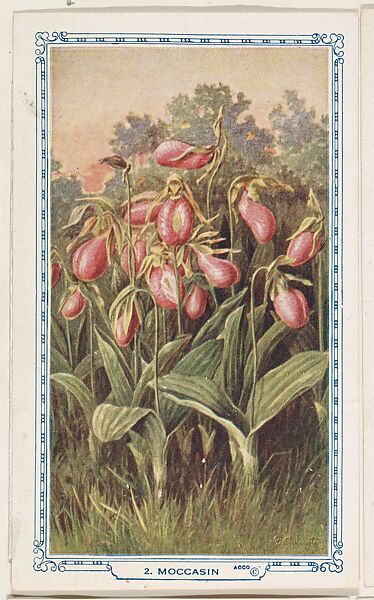2. Moccasin, bakery insert card from the Flower Pictures series (D36), issued by the Freihofer Baking Company, Issued by Freihofer Baking Company, Commercial color lithograph 