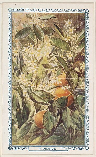 4. Orange, bakery insert card from the Flower Pictures series (D36), issued by the Freihofer Baking Company, Issued by Freihofer Baking Company, Commercial color lithograph 