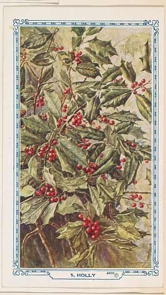 5. Holly, bakery insert card from the Flower Pictures series (D36), issued by the Freihofer Baking Company, Issued by Freihofer Baking Company, Commercial color lithograph 