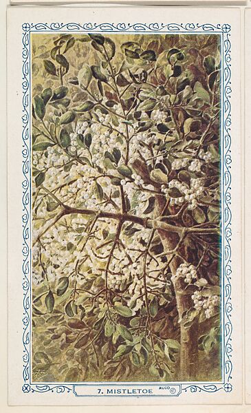 7. Mistletoe, bakery insert card from the Flower Pictures series (D36), issued by the Freihofer Baking Company, Issued by Freihofer Baking Company, Commercial color lithograph 