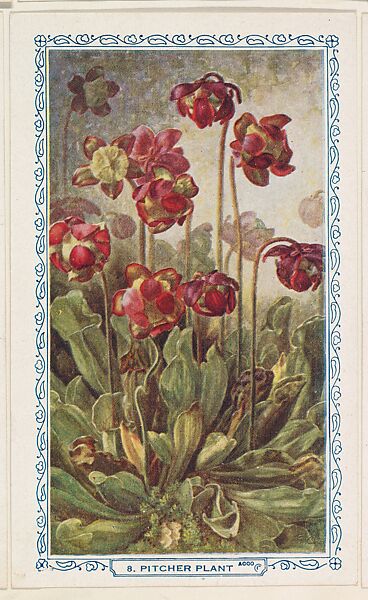 8. Pitcher Plant, bakery insert card from the Flower Pictures series (D36), issued by the Freihofer Baking Company, Issued by Freihofer Baking Company, Commercial color lithograph 