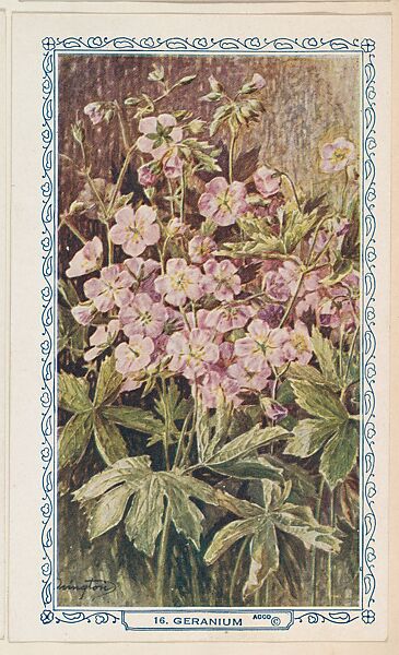 16. Geranium, bakery insert card from the Flower Pictures series (D36), issued by the Freihofer Baking Company, Issued by Freihofer Baking Company, Commercial color lithograph 
