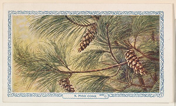 6. Pine Cone, bakery insert card from the Flower Pictures series (D36), issued by the Freihofer Baking Company, Issued by Freihofer Baking Company, Commercial color lithograph 