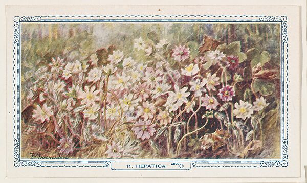 11. Hepatica, bakery insert card from the Flower Pictures series (D36), issued by the Freihofer Baking Company, Issued by Freihofer Baking Company, Commercial color lithograph 