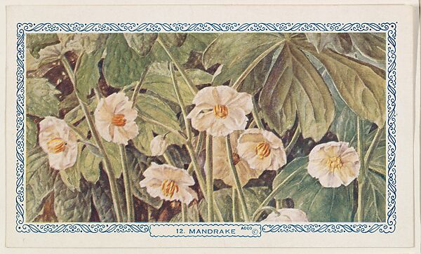 11. Hepatica, bakery insert card from the Flower Pictures series (D36), issued by the Freihofer Baking Company, Issued by Freihofer Baking Company, Commercial color lithograph