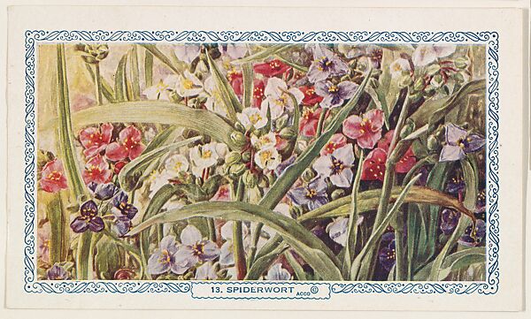 13. Spiderwort, bakery insert card from the Flower Pictures series (D36), issued by the Freihofer Baking Company, Issued by Freihofer Baking Company, Commercial color lithograph 