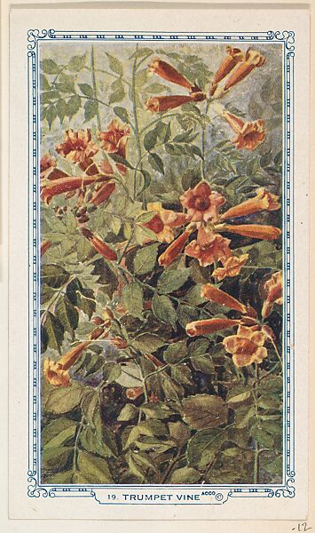 19. Trumpet Vine, bakery insert card from the Flower Pictures series (D36), issued by the Freihofer Baking Company, Issued by Freihofer Baking Company, Commercial color lithograph 