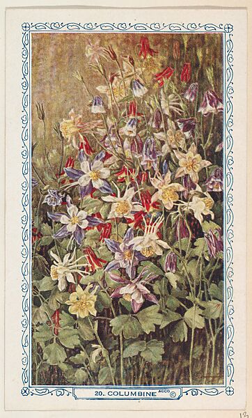 20. Columbine, bakery insert card from the Flower Pictures series (D36), issued by the Freihofer Baking Company, Issued by Freihofer Baking Company, Commercial color lithograph 