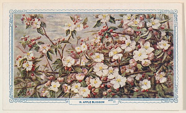 18. Apple Blossom, bakery insert card from the Flower Pictures series (D36), issued by the Freihofer Baking Company, Issued by Freihofer Baking Company, Commercial color lithograph 
