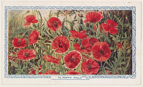 23. Poppy Field, bakery insert card from the Flower Pictures series (D36), issued by the Freihofer Baking Company, Issued by Freihofer Baking Company, Commercial color lithograph 