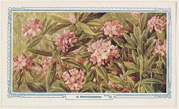 24. Rhododendron, bakery insert card from the Flower Pictures series (D36), issued by the Freihofer Baking Company, Issued by Freihofer Baking Company, Commercial color lithograph 