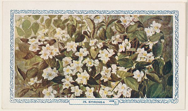 25. Syringa, bakery insert card from the Flower Pictures series (D36), issued by the Freihofer Baking Company, Issued by Freihofer Baking Company, Commercial color lithograph 