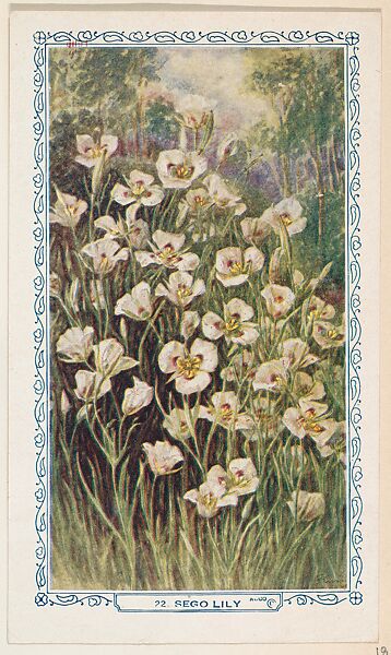 22. Sego Lily, bakery insert card from the Flower Pictures series (D36), issued by the Freihofer Baking Company, Issued by Freihofer Baking Company, Commercial color lithograph 