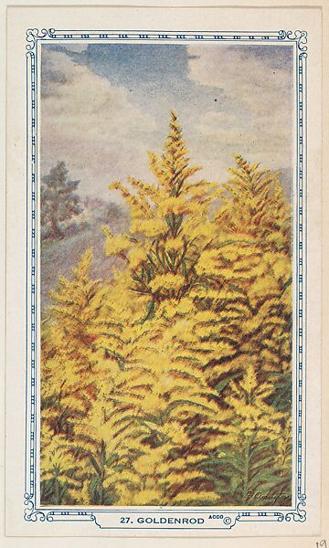 27. Goldenrod, bakery insert card from the Flower Pictures series (D36), issued by the Freihofer Baking Company, Issued by Freihofer Baking Company, Commercial color lithograph 