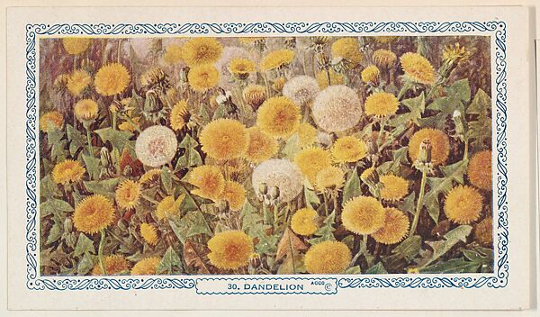 30. Dandelion, bakery insert card from the Flower Pictures series (D36), issued by the Freihofer Baking Company, Issued by Freihofer Baking Company, Commercial color lithograph 