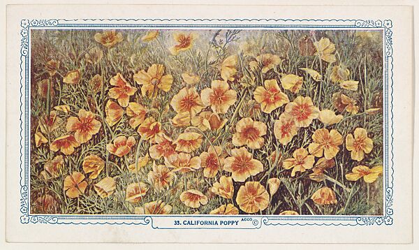 33. California Poppy, bakery insert card from the Flower Pictures series (D36), issued by the Freihofer Baking Company, Issued by Freihofer Baking Company, Commercial color lithograph 