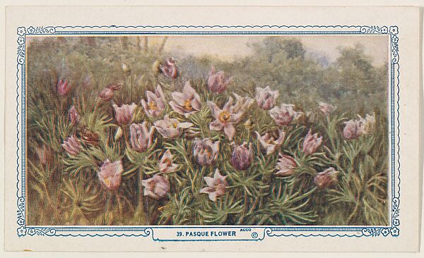 39. Pasque Flower, bakery insert card from the Flower Pictures series (D36), issued by the Freihofer Baking Company, Issued by Freihofer Baking Company, Commercial color lithograph 