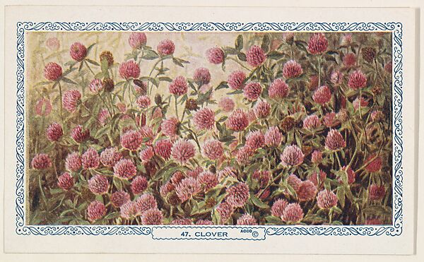 47. Clover, bakery insert card from the Flower Pictures series (D36), issued by the Freihofer Baking Company, Issued by Freihofer Baking Company, Commercial color lithograph 