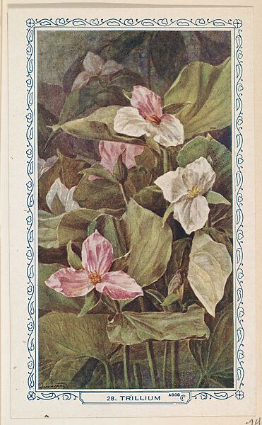 28. Trillium, bakery insert card from the Flower Pictures series (D36), issued by the Freihofer Baking Company, Issued by Freihofer Baking Company, Commercial color lithograph 