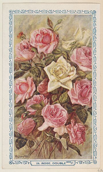 29. Double Rose, bakery insert card from the Flower Pictures series (D36), issued by the Freihofer Baking Company, Issued by Freihofer Baking Company, Commercial color lithograph 