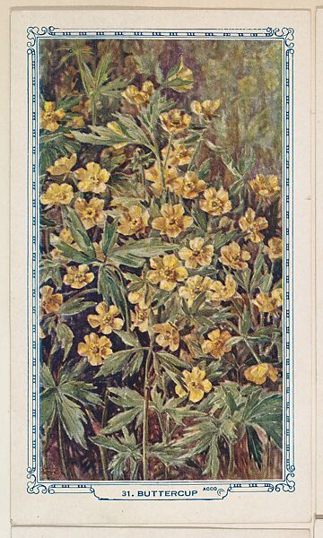 31. Buttercup, bakery insert card from the Flower Pictures series (D36), issued by the Freihofer Baking Company, Issued by Freihofer Baking Company, Commercial color lithograph 