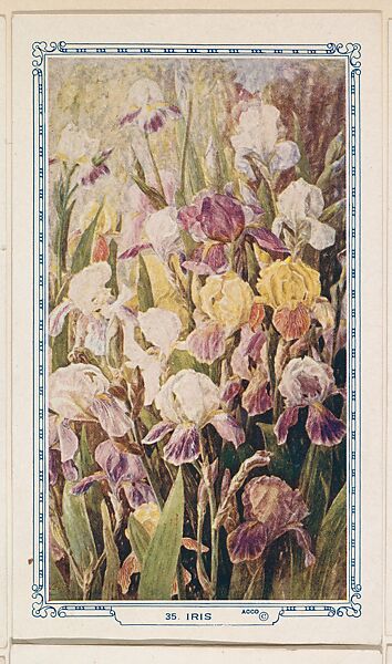 35. Iris, bakery insert card from the Flower Pictures series (D36), issued by the Freihofer Baking Company, Issued by Freihofer Baking Company, Commercial color lithograph 