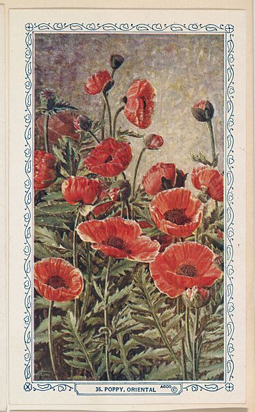 36. Poppy, Oriental, bakery insert card from the Flower Pictures series (D36), issued by the Freihofer Baking Company, Issued by Freihofer Baking Company, Commercial color lithograph 